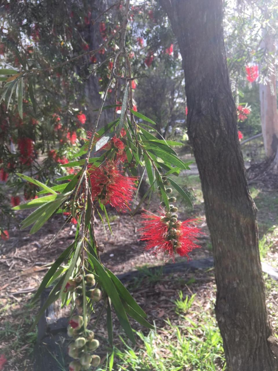 Hunter Valley Retreat Quorrobolong Εξωτερικό φωτογραφία